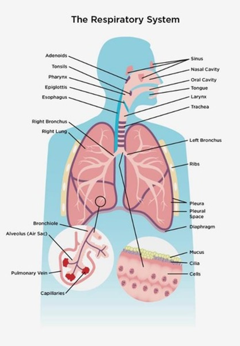 <p>Organisms can cause pneumonia, often settled out before reaching alveoli where phagocytes eat the pathogens.</p>