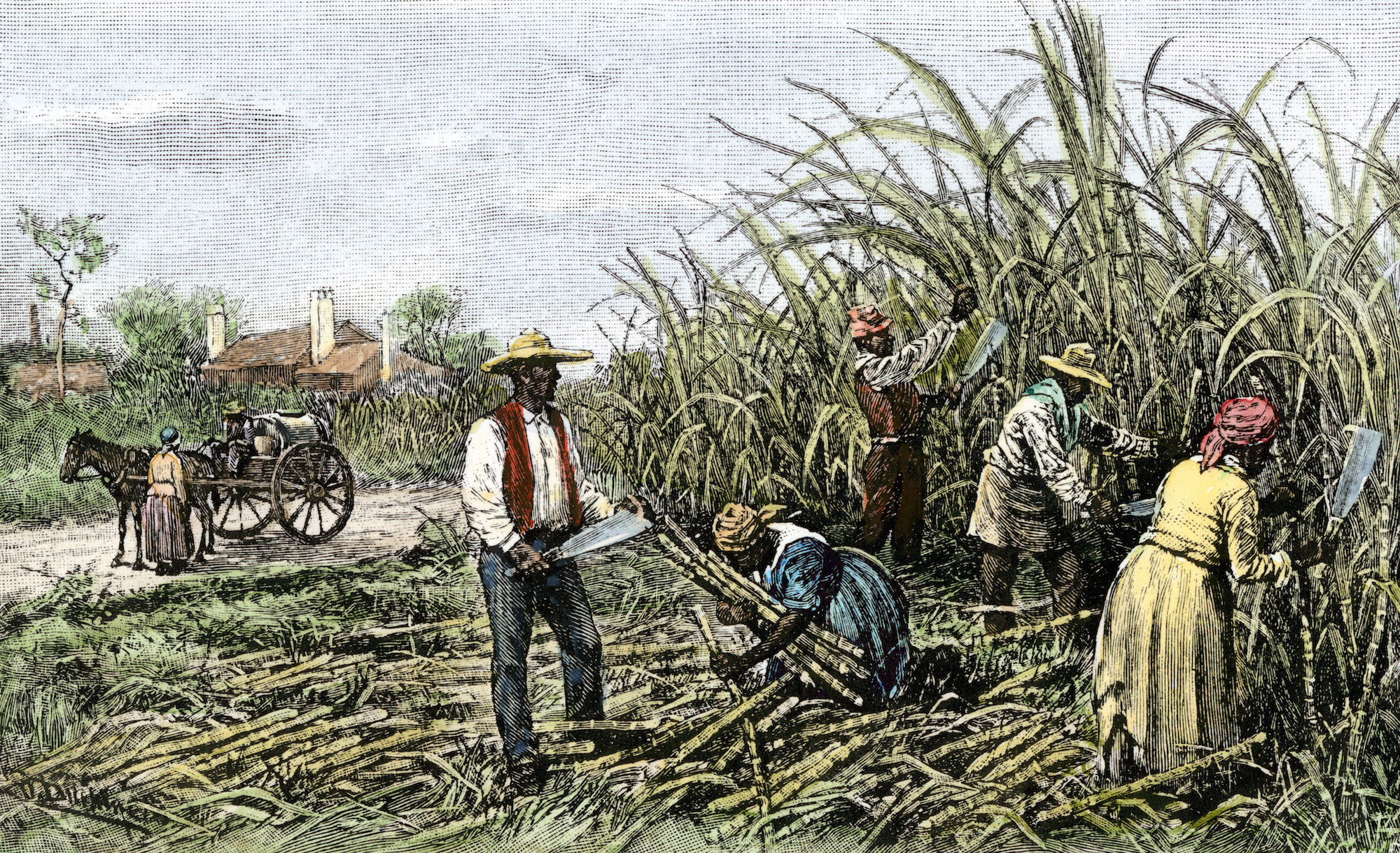 <p><span>A large estate or farm, especially in tropical or subtropical regions, where crops like cotton, tobacco, coffee, or sugar are cultivated, typically by resident laborers or slaves</span></p>