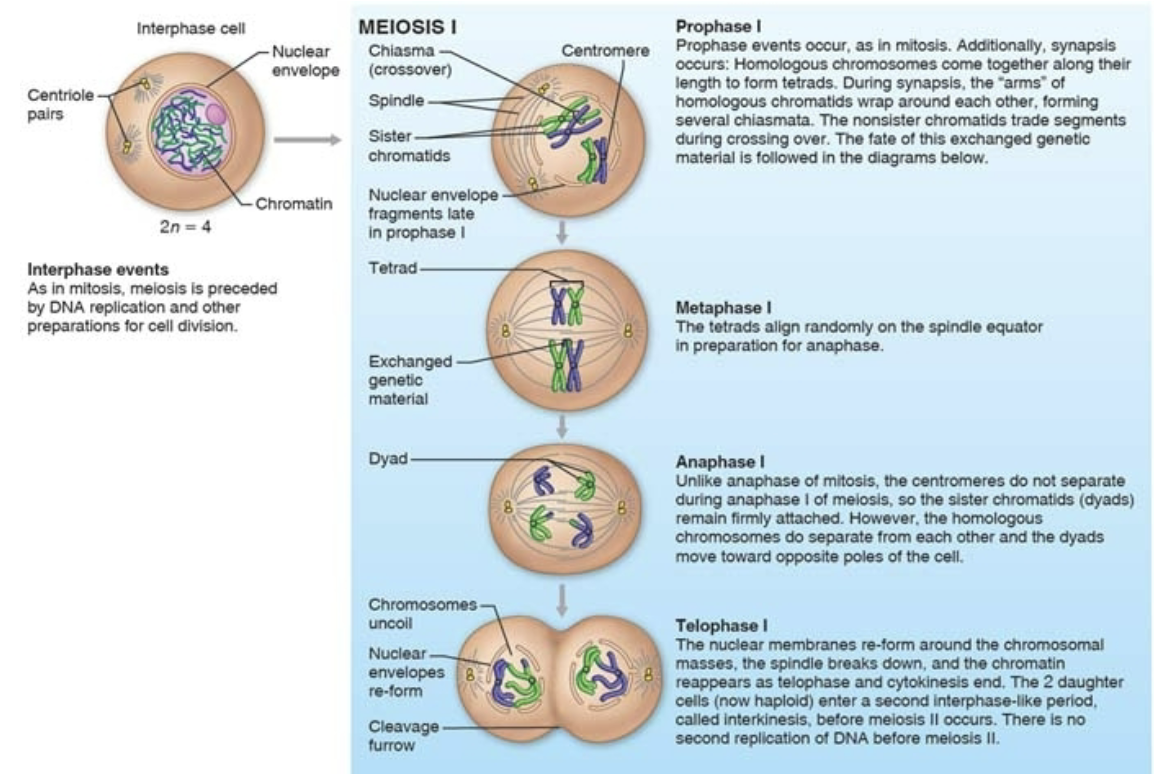 <ol><li><p><strong>Prophase </strong></p></li><li><p><strong>Metaphase </strong></p></li><li><p><strong>Anaphase </strong></p></li><li><p><strong>Telophase </strong></p></li></ol><p></p>