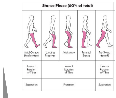 <p>Normal Walking Gait - Stance Phase</p>