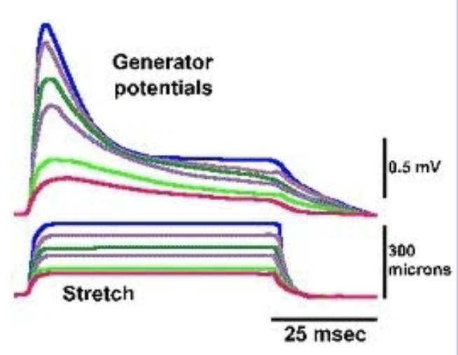 <p>increasing the stretch on a mechanoreceptor produces increases in the generator potential amplitude</p>