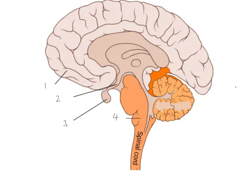<p>What part of the brain is <strong>5</strong>?</p>