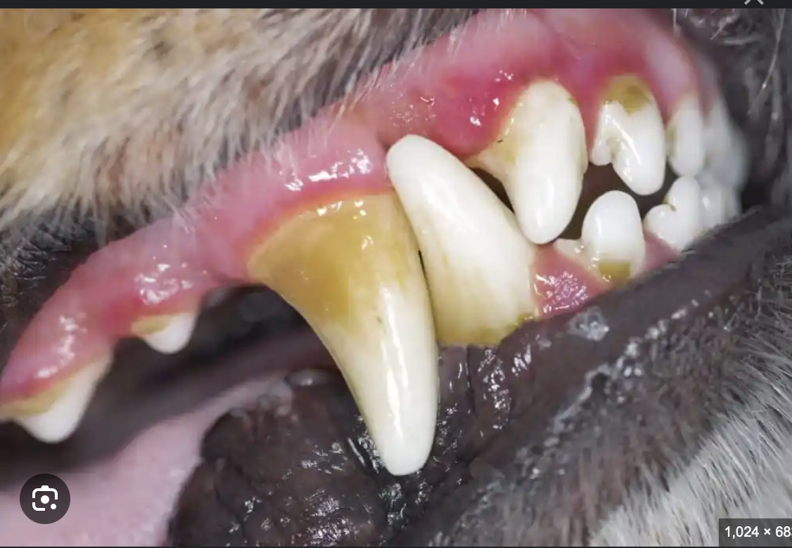 <p>What is <span><span>tartar that is left untreated, periodontal disease begins to become evident as the gums begin to swell and have a red/inflamed appearance called? </span></span></p>