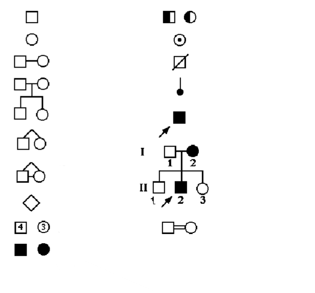 <p>What does each symbol mean on a pedigree chart</p>
