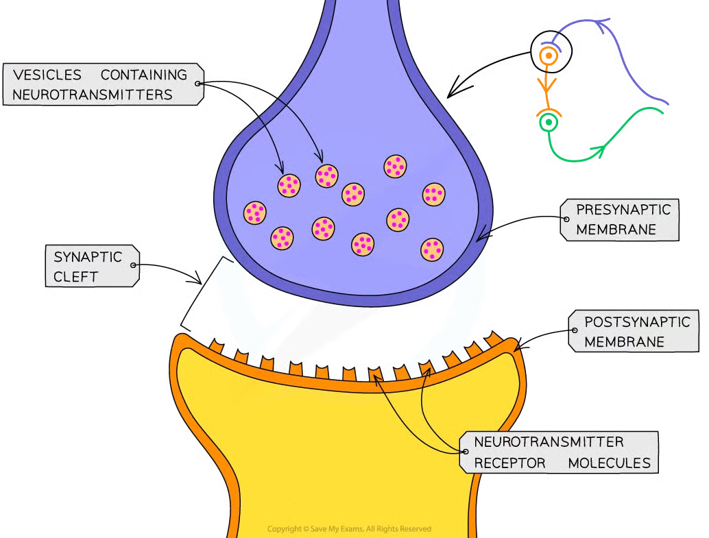 <p>when two neurones meet they don;t actually come in physical contact with each other and a very small gap separates them (synaptic cleft) </p>