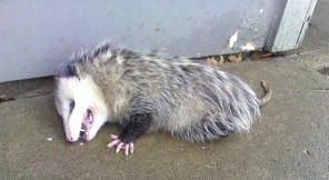 <p>Didelphis virginiana </p>