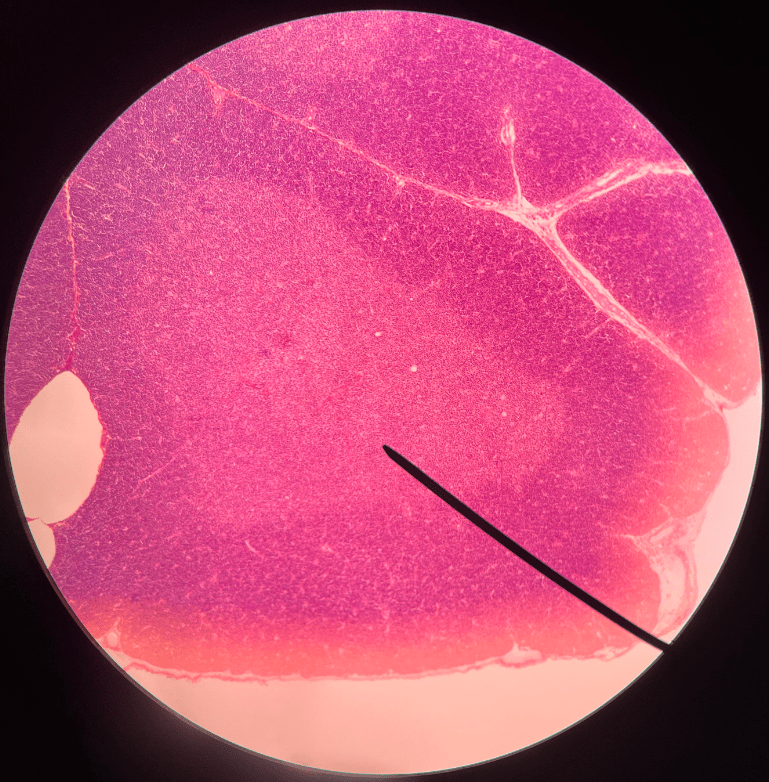 The inner layer of a thymus lobule.