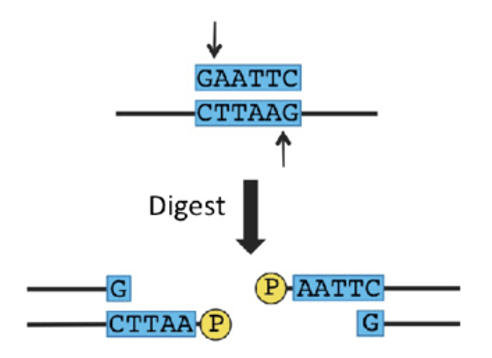<p>Type of restriction digest: </p>