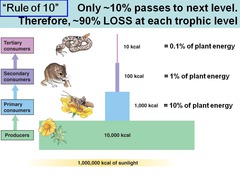 the idea that only 10% of the energy in one trophic level gets passed onto the next trophic level due to losses of heat (respiration), feces, decomposition, etc