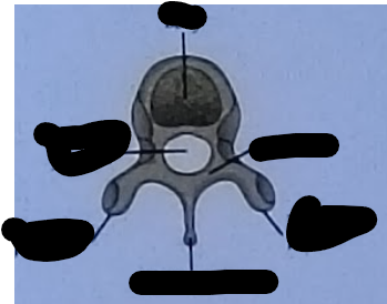 <p>Thoracic vertebrae parts </p>