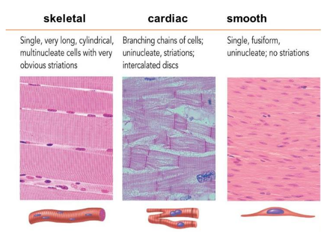 <p>Skeletal muscle</p>