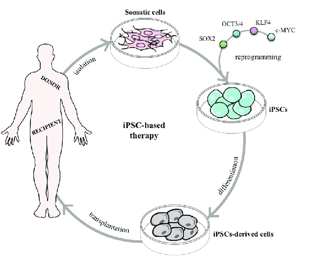 <p>low conversion rate, safety concerns (teratomas)</p>