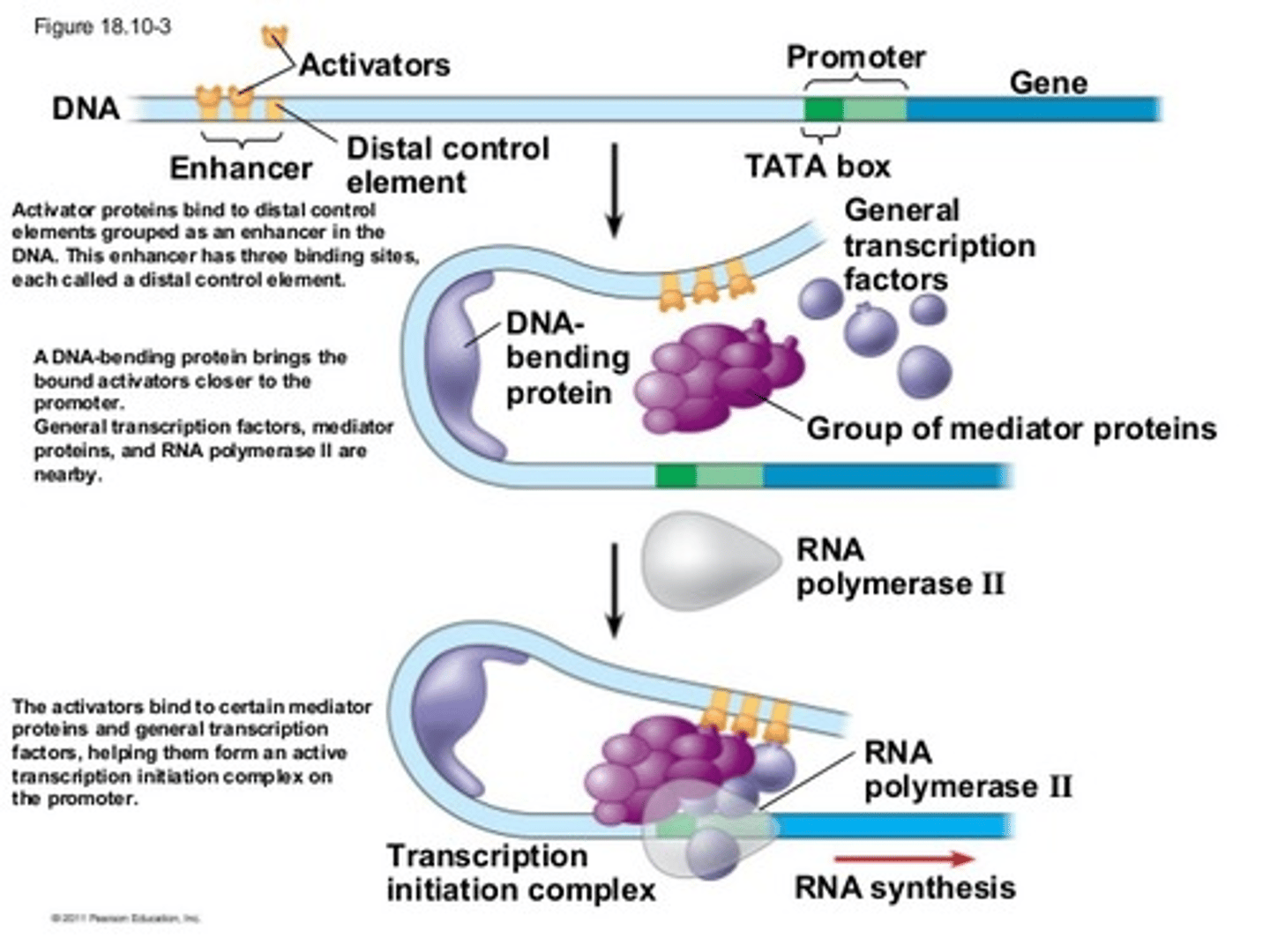 <p><span class="bgP">Response Elements (promoters outside of the regular promoter region)</span> group together into Enhancers on DNA, <span class="bgB">which bind specific TFs, which themselves bind molecules</span> like cAMP, cortisol, estrogen, etc. bind to amplify gene expression: MANY OF THEM USUALLY ACTIVATED AT ONCE TO GROUP TOGETHER AS AN ENHANCER</p>