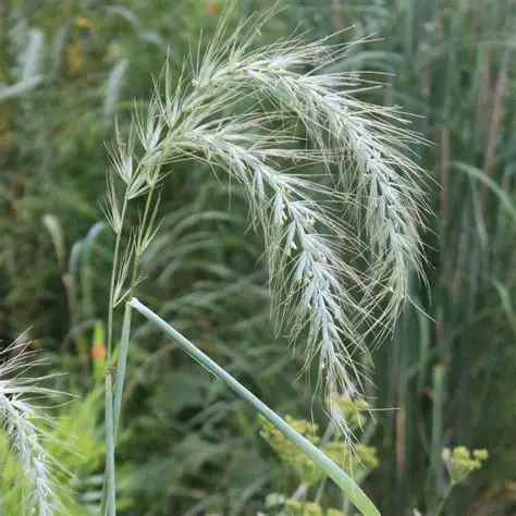 <p>Canada Wild Rye</p>
