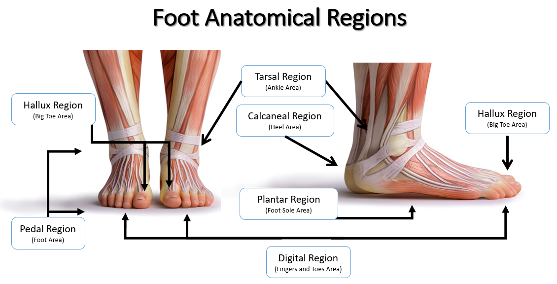 <p>plantar</p>