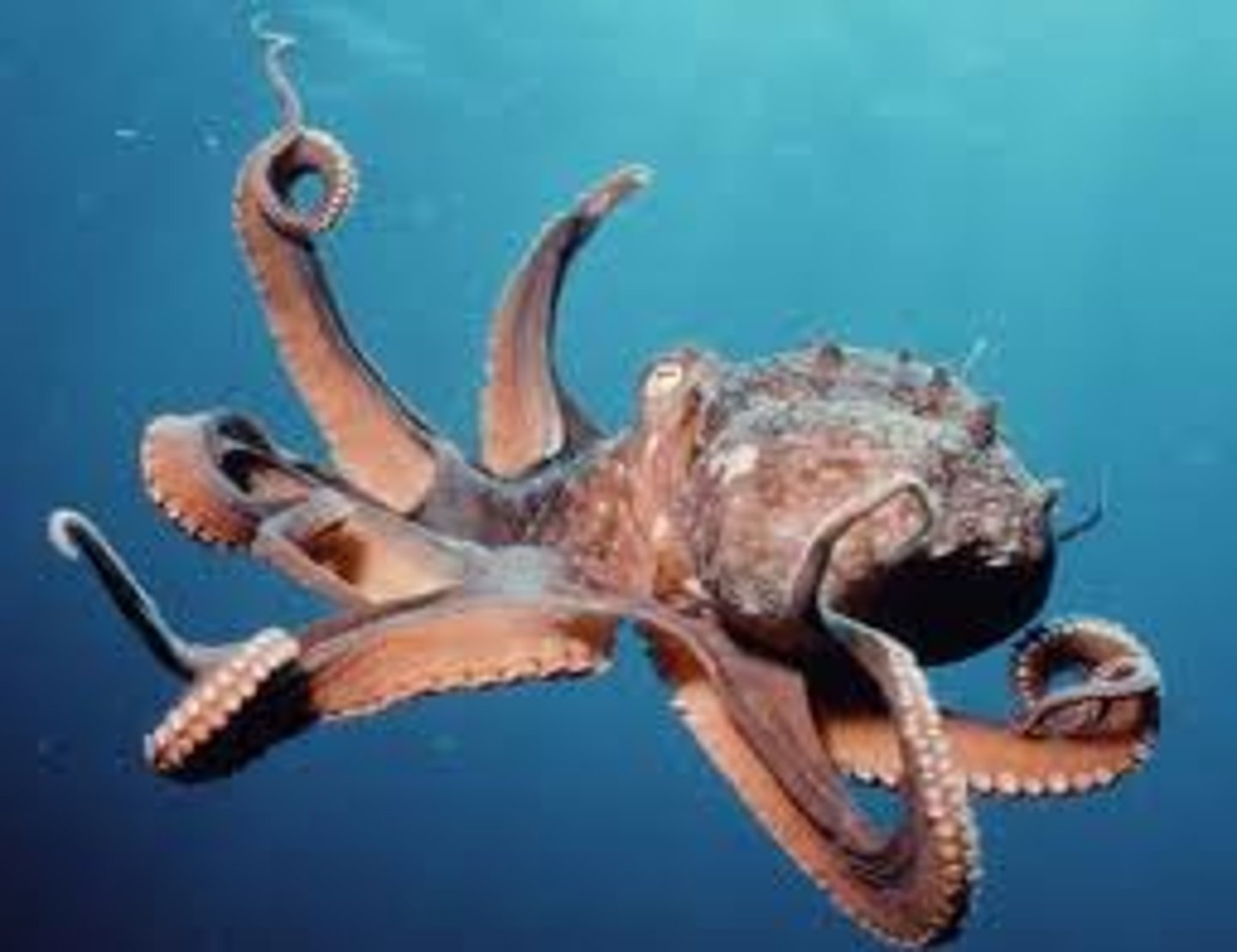 <p>Squid, Octopus, Starfish</p>