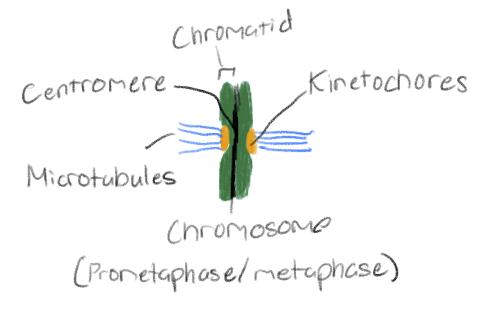 <p>Chromosomal structure; proteins associate with specific DNA section; attachment points for microtubules</p>
