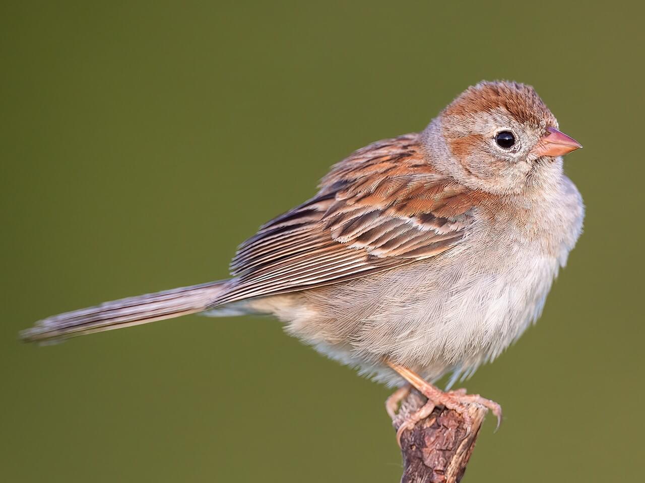 <p>Plain sparrow with pink bill, reddish cap, white eye-ring; accelerating whistled song.</p>