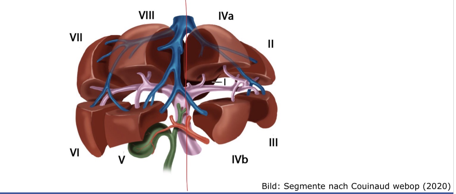 <p>Die Leber wird in 8 Segemente aufgeteilt. Jedes einzelne Segmenet hat einen eigenen Ast der Pfortader, einen eigenen Gallenabgang, und eine eigene arterielle Versorgung. Jeder einzelner Teil kann somit entfernt werden und trotzdem können die anderen Teile voll funktionieren aufgrund der Versorgung der 3 Strukturen. Die 3 Strukturen nennt man: Glisson Trias oder portale Trias </p>
