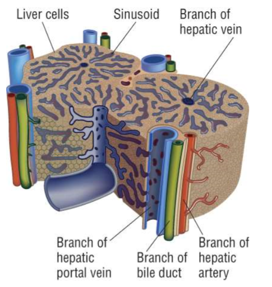 <ul><li><p><strong>Hepatocytes </strong>(liver cells) are arranged into <strong>lobules</strong>, containing channels called <strong>sinusoids</strong> </p></li><li><p>At the <strong>corners</strong> of lobules are branches of the <strong>hepatic portal vein</strong> and<strong> hepatic artery</strong>, which supply oxygenated blood and nutrients to the liver, and branches of the <strong>bile duct</strong>, which receives the bile (waste products) produced </p></li><li><p>At the <strong>middle</strong> of each lobule is a branch of the <strong>hepatic vein</strong>, which receives the deoxygenated blood produced</p></li></ul><p></p>