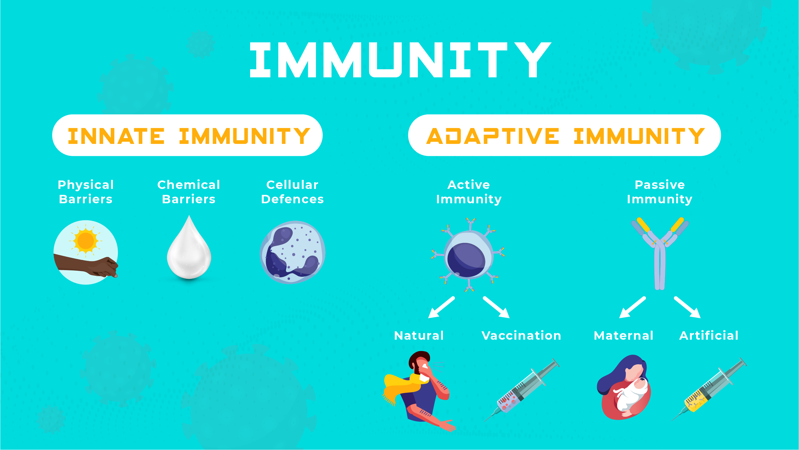 <p></p><ul><li><p><strong>Passive Immunity</strong></p></li><li><p><strong>Active Immunity</strong></p></li></ul><p>which one <span style="color: blue"><strong>lasts longer?</strong></span></p>