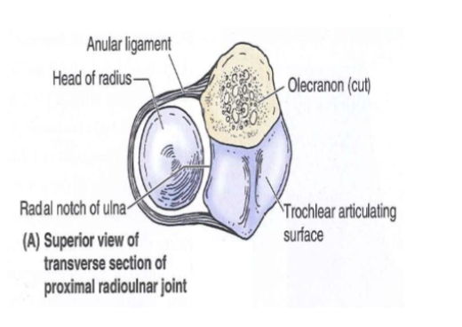 <ul><li><p>Synovial joint</p></li><li><p>Head of the radius<br>articulates with the radial<br>notch of the ulna</p></li><li><p>Radius is held in place by<br>the<strong> anular ligament</strong></p></li></ul><p></p>
