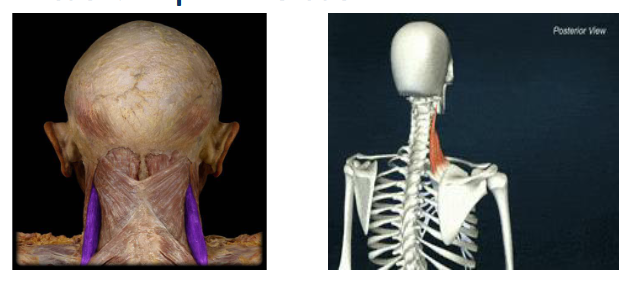 <p>Action: Scapular Elevation</p>