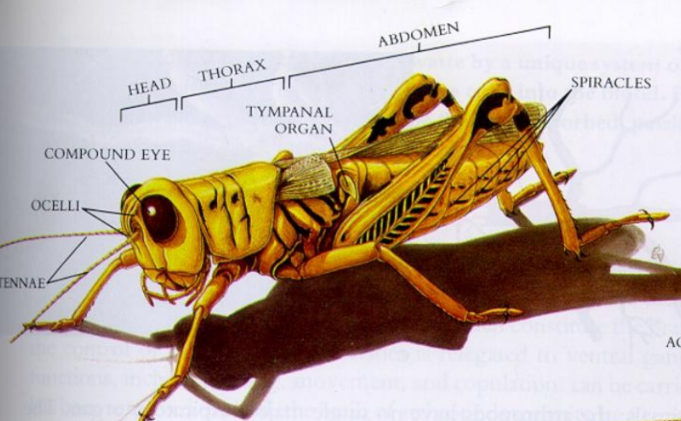<ul><li><p>Thorax has 3 segments each with a pair of legs (segments 2 &amp; 3 have wings)</p></li><li><p>Spiracles</p></li><li><p>One pair of compound eyes and three ocelli</p></li><li><p>One pair of antennae</p></li><li><p>Mouth includes one pair of mandibles</p></li><li><p>Two pairs of maxillae (2nd pair fused = labium)</p></li><li><p>Upper lip is the labrum, which covers the mandibles</p></li></ul><p></p>