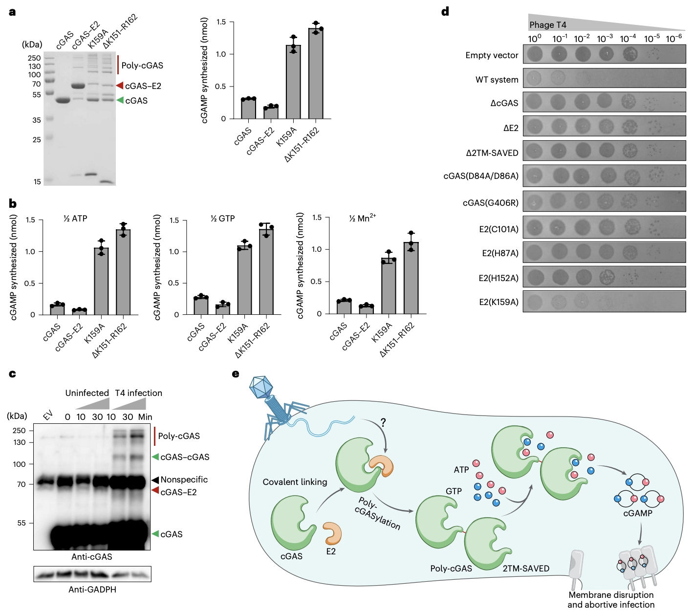 <p>FIGURE 5: Poly-cGASylation stimulates cGAMP production and anti-phage immunity </p>