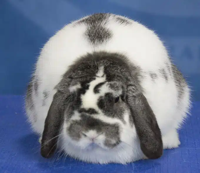 <p>What Breed Am I?</p>