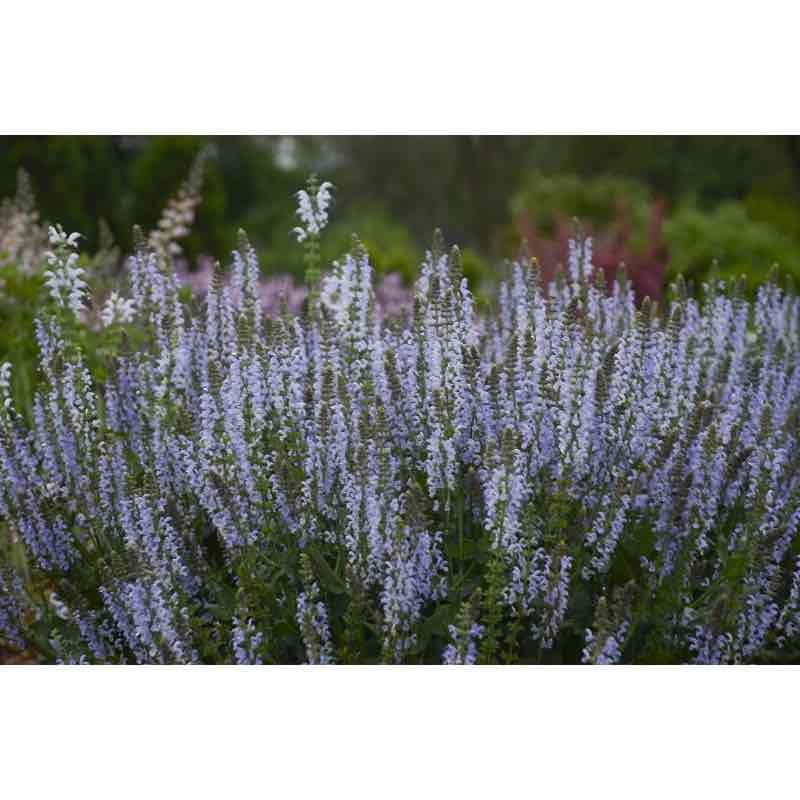 <p>stäppsalvia</p>