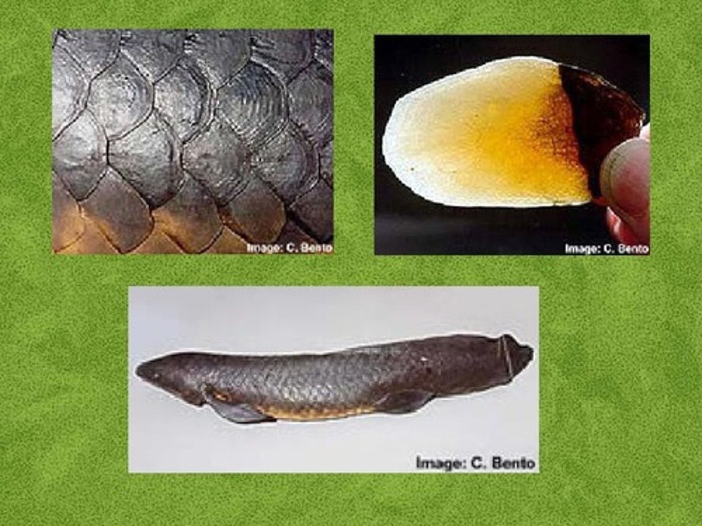 <p>rhombic scales</p><p>-present in coelacanths</p><p>-scales grow with fish and new bone is added to basal layers</p>