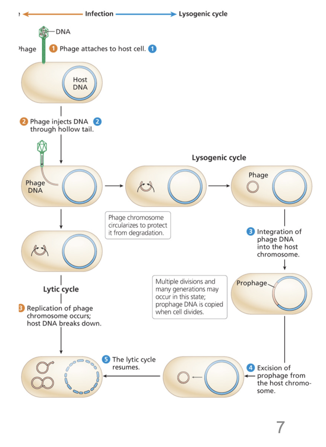 <p>Phage genome is incorporated into the bacterial genome </p><ul><li><p>resulting <strong><em>prophage </em></strong>undegoes multiple cell divisions before the phage genome is excised and the lytic cycle continues </p></li></ul>