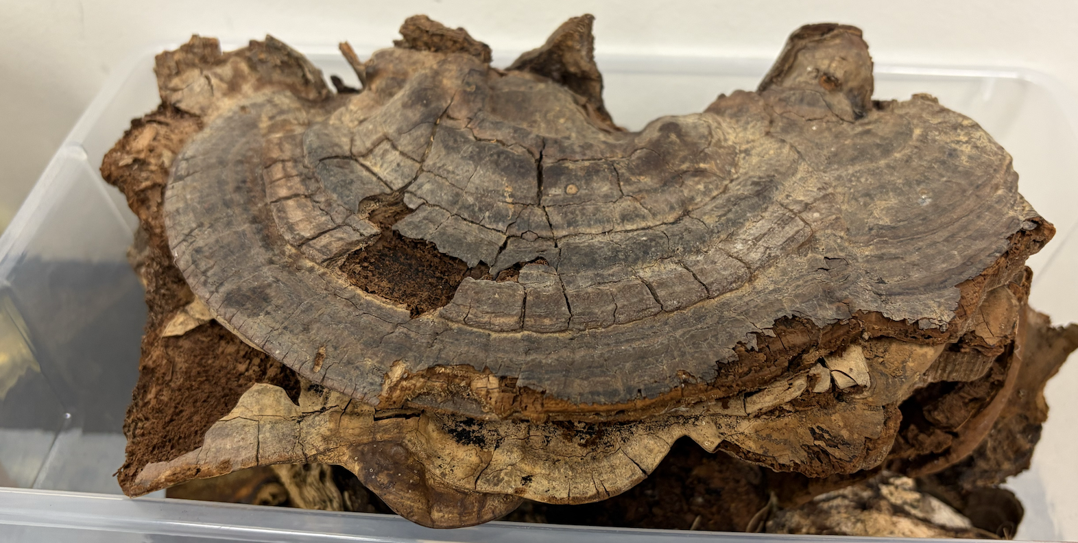<p>What is this and what fungi group is it in?</p>
