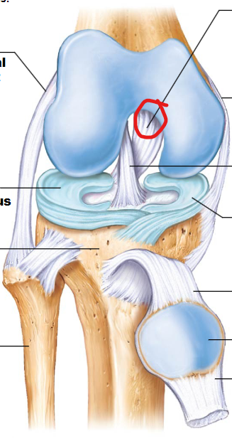 <p>Located behind the ACL, it prevents the tibia from sliding too far backward. It is also responsible for maintaining the knee's stability.</p>