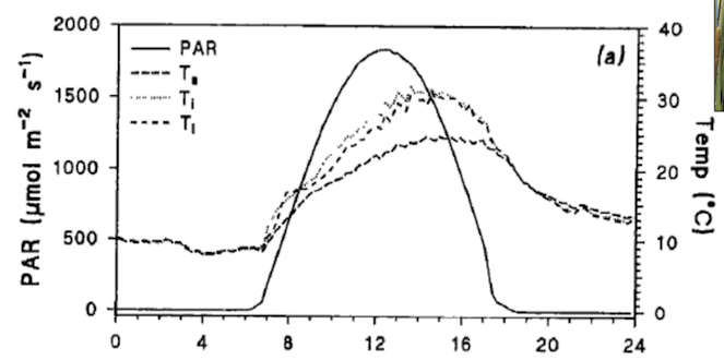 term image