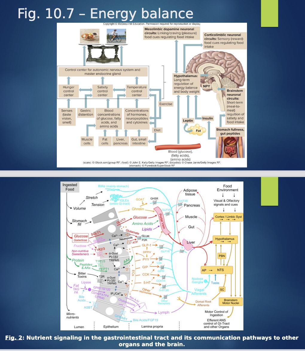 <p><strong>-Hypothalamic</strong>&nbsp;<strong>“food intake center”</strong> feeding signals vs. satiety signals (limbic: emotions w/ food)</p><p><mark data-color="blue" style="background-color: blue; color: inherit;">-hunger and satiety=experiences in brain based on signals</mark></p><p>-Special in that have more conscious physiological awareness of our hunger</p><p><mark data-color="purple" style="background-color: purple; color: inherit;">-Regulated by</mark><u><mark data-color="purple" style="background-color: purple; color: inherit;"> hormonal and neural signals</mark></u><mark data-color="purple" style="background-color: purple; color: inherit;"> that give sense if full or not</mark></p><ul><li><p>hormonal signals: leptin and insulin (tells you full)</p></li><li><p>senses like taste (ex: eat more if taste good=&nbsp;<strong><mark data-color="yellow" style="background-color: yellow; color: inherit;">“hyperpalitability”</mark></strong>)</p></li><li><p>gastric distension: more full if stuff in stomach</p></li></ul><p>*2nd info graph: shows pathway monosaccharides, artificial sweeteners and receptor,&nbsp;“bitter toxins”=phytochemicals that bind to receptor</p><p><mark data-color="red" style="background-color: red; color: inherit;">*Ghrelin when stomach empty</mark>; GLP-1=ozempic; CCK</p>