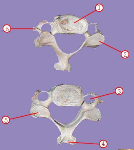 <p>Name structure 2</p>