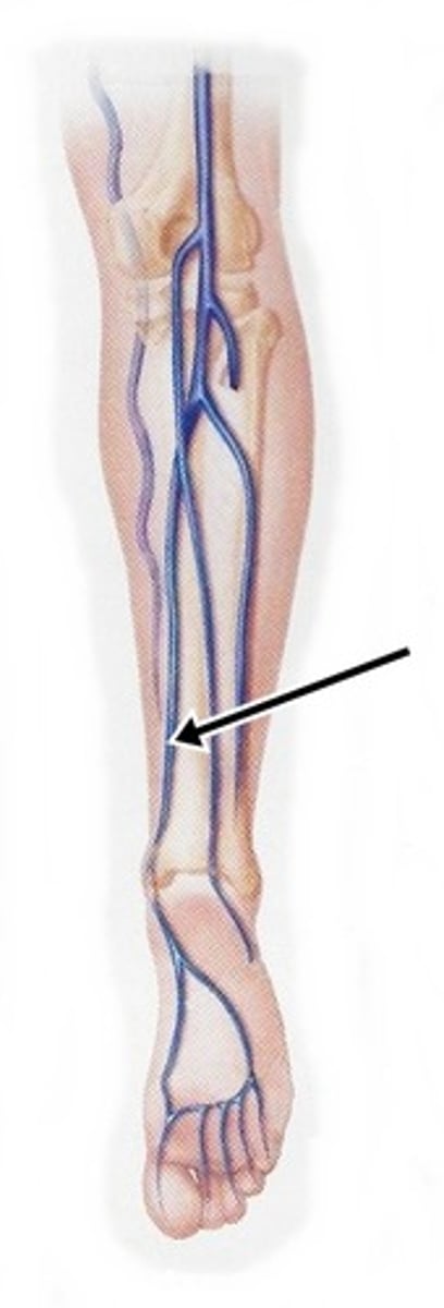 <p>Drains the anterior lower leg. Joins the posterior tibial vein to form the popliteal vein.</p>
