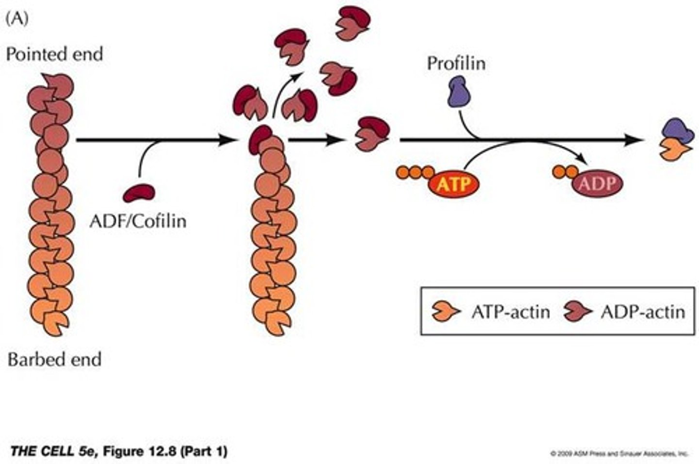 <p>Actin Depolymerizing Factor abbreviation</p>