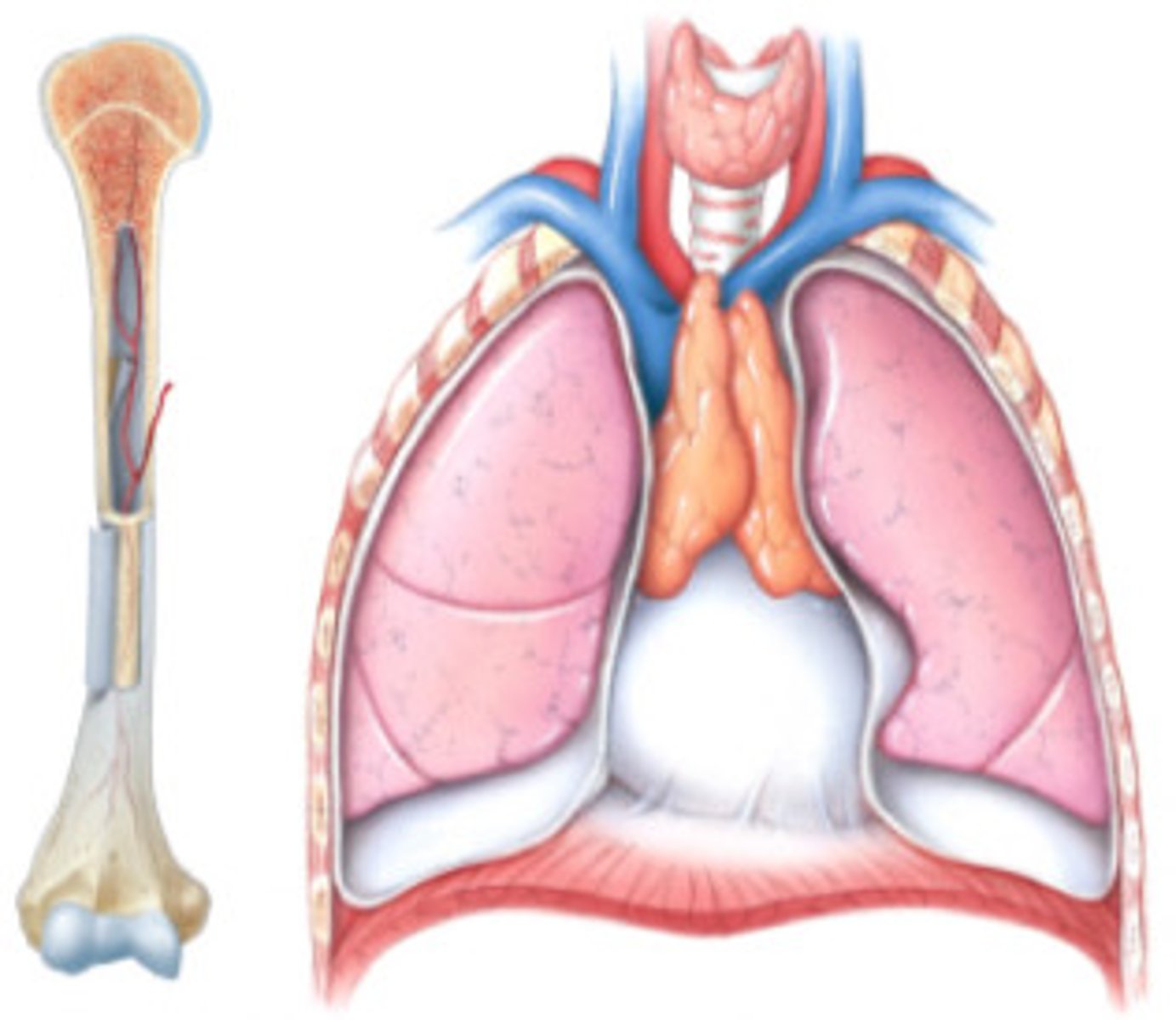 <p>Bone marrow and thymus</p>