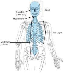 Head, neck, and trunk