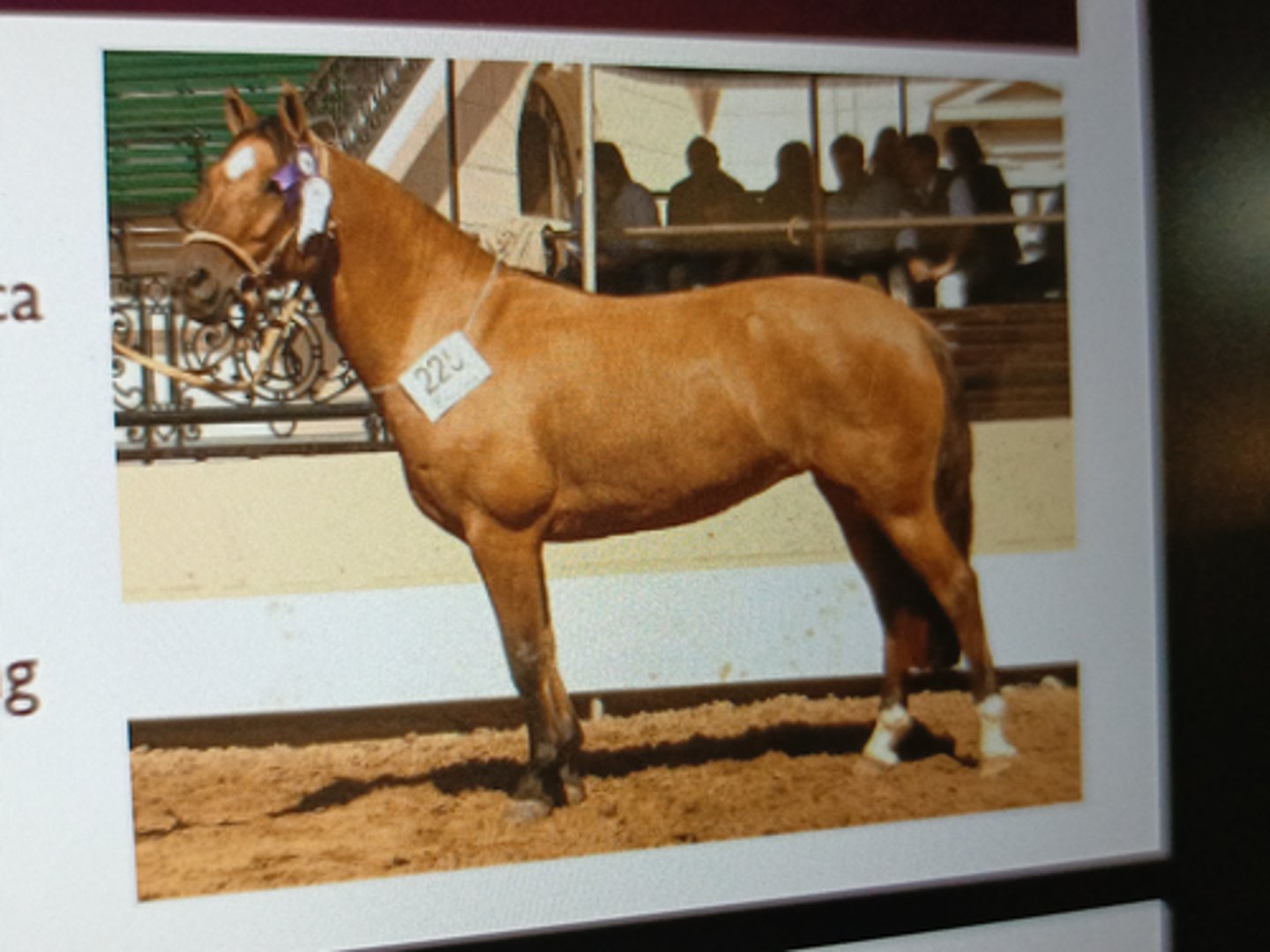 <p>Crioulo"</p><p>¡ Native in Southern America</p><p>¡ Long-distance endurance</p><p>(low basal metabolism)</p><p>¡ Height: 14.3h (14-15h)</p><p>¡ Tractable, intelligent, willing</p><p>and sensible</p>
