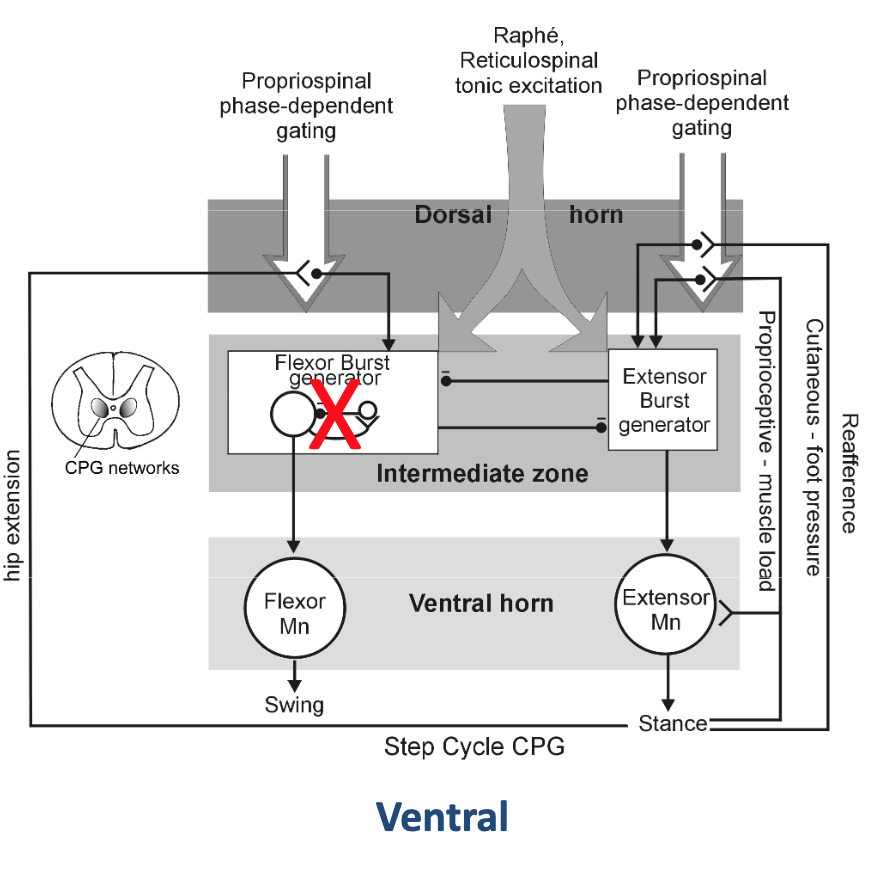 <p>Once the flexor burst network has a buildup of inhibition that eventually stops, what will happen?</p>