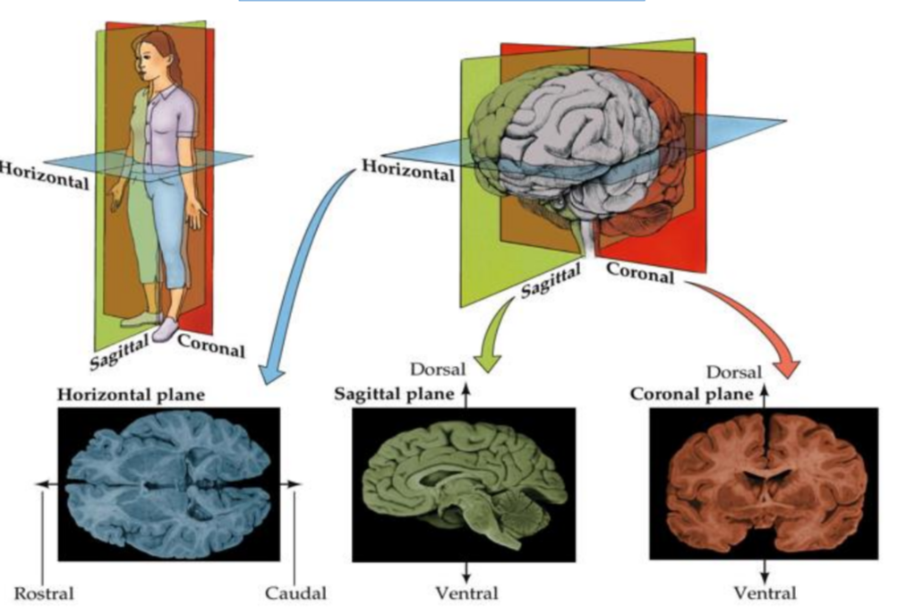 <p>Horizontal, Sagittal, Coronal</p>