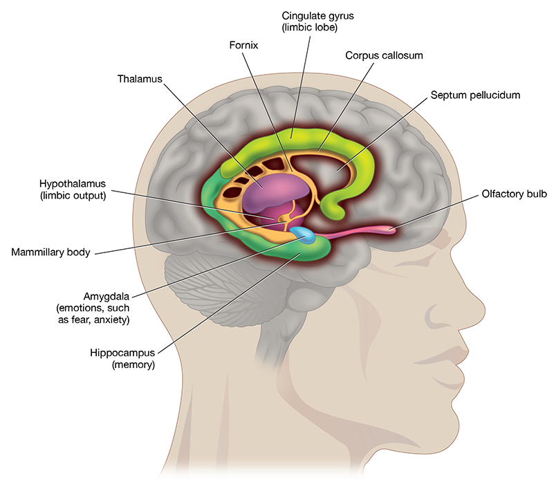 <p><span><strong><span>Limbic System</span></strong></span></p><ul><li><p><span><span>The </span><strong><span>“emotional brain.”</span></strong></span></p></li><li><p><span><span>Includes: hippocampus, amygdala, hypothalamus, fornix, and cingulate gyrus.</span></span></p></li><li><p><span><strong><span>Amygdala:</span></strong><span> emotions such as fear, anger, anxiety.</span></span></p></li><li><p><span><strong><span>Hippocampus:</span></strong><span> memory formation.</span></span></p></li></ul><p></p>