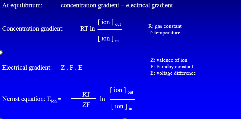 <p><span style="font-family: &quot;Times New Roman&quot;;">predicts the equilibrium potential for a given ion across a membrane</span></p><p></p>