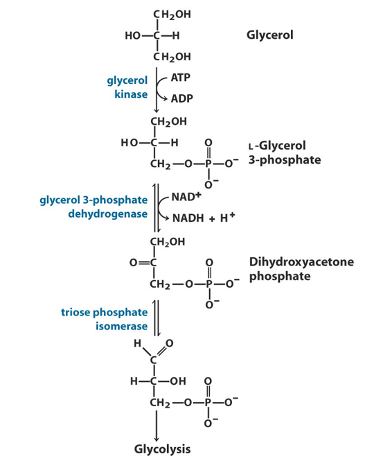 <p>What is the name of the product in the glycerol pathway?</p>