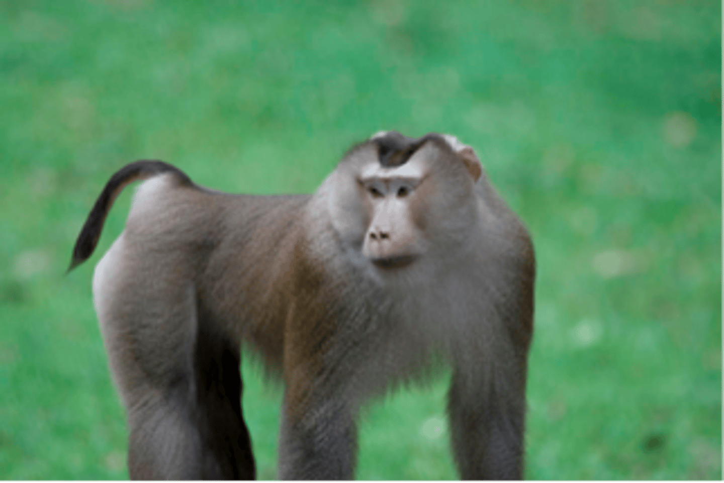 <p>Southern Pigtail macaque</p>