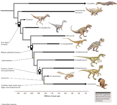 <p>a trait that was present in the common ancestor of two groups and has been maintained or modified over time is a homology. Which labeled marker represents a trait that is homologous in eoraptors and allosaurids?</p><p>A<br>B<br>C</p>